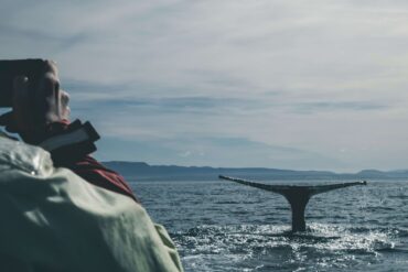 Featured image for blog post titled "Whale Watching at Avila Beach: A Must-See Springtime Attraction"