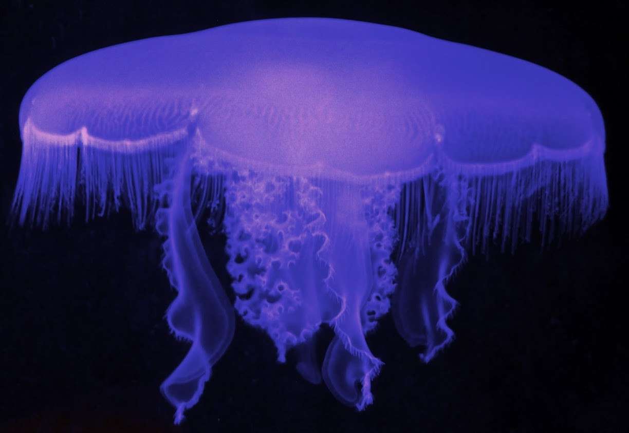 Central Coast Aquarium