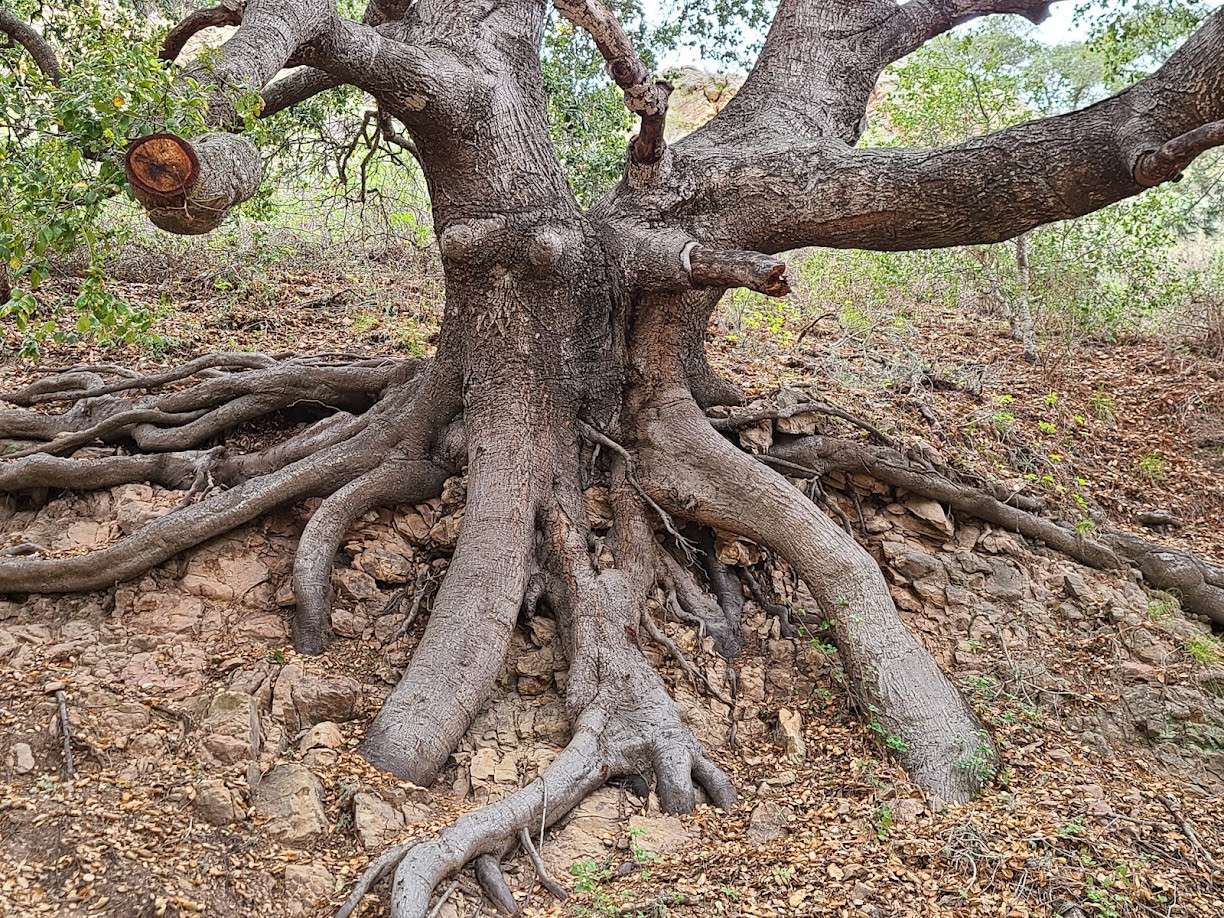 Pecho Coast Trail scenic view