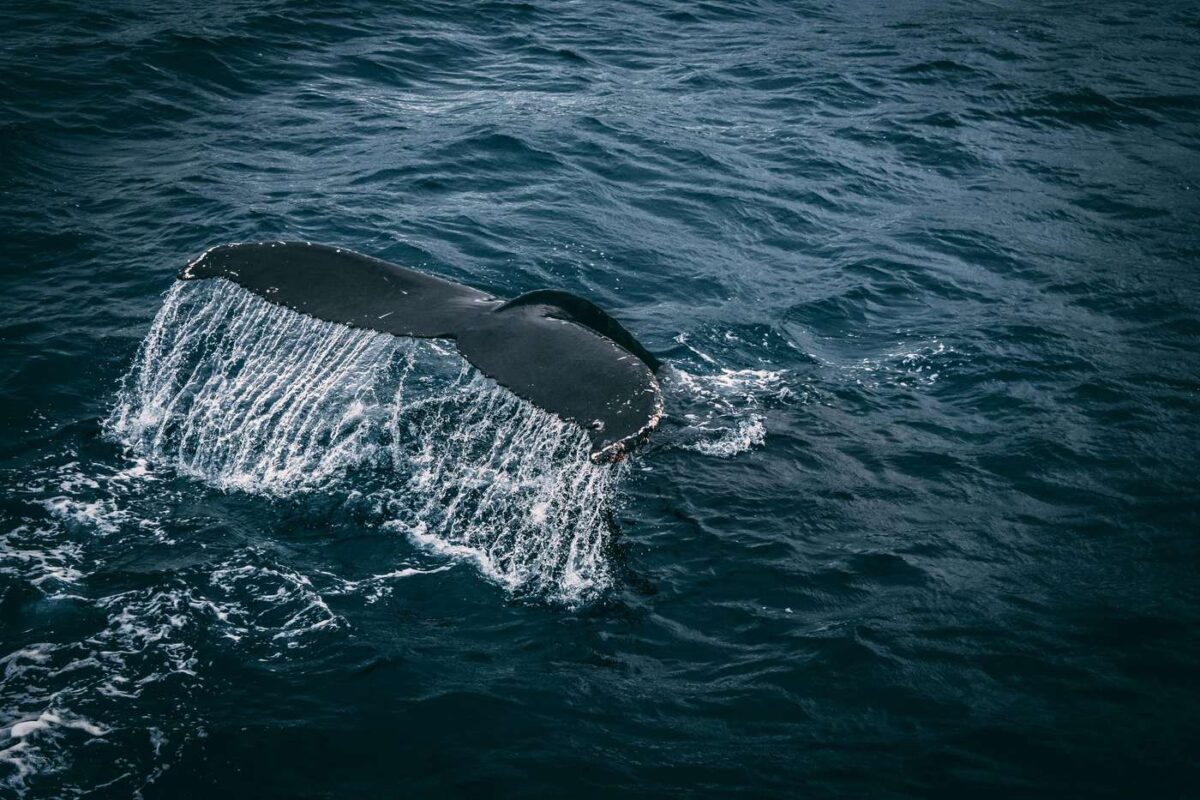 Featured image for blog post titled "Best Time for Whale Watching Avila Beach: Complete Guide"