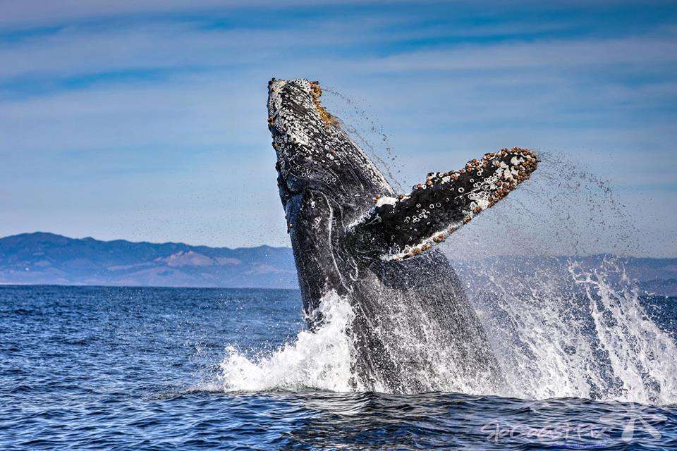 Avila Beach Whale Watching