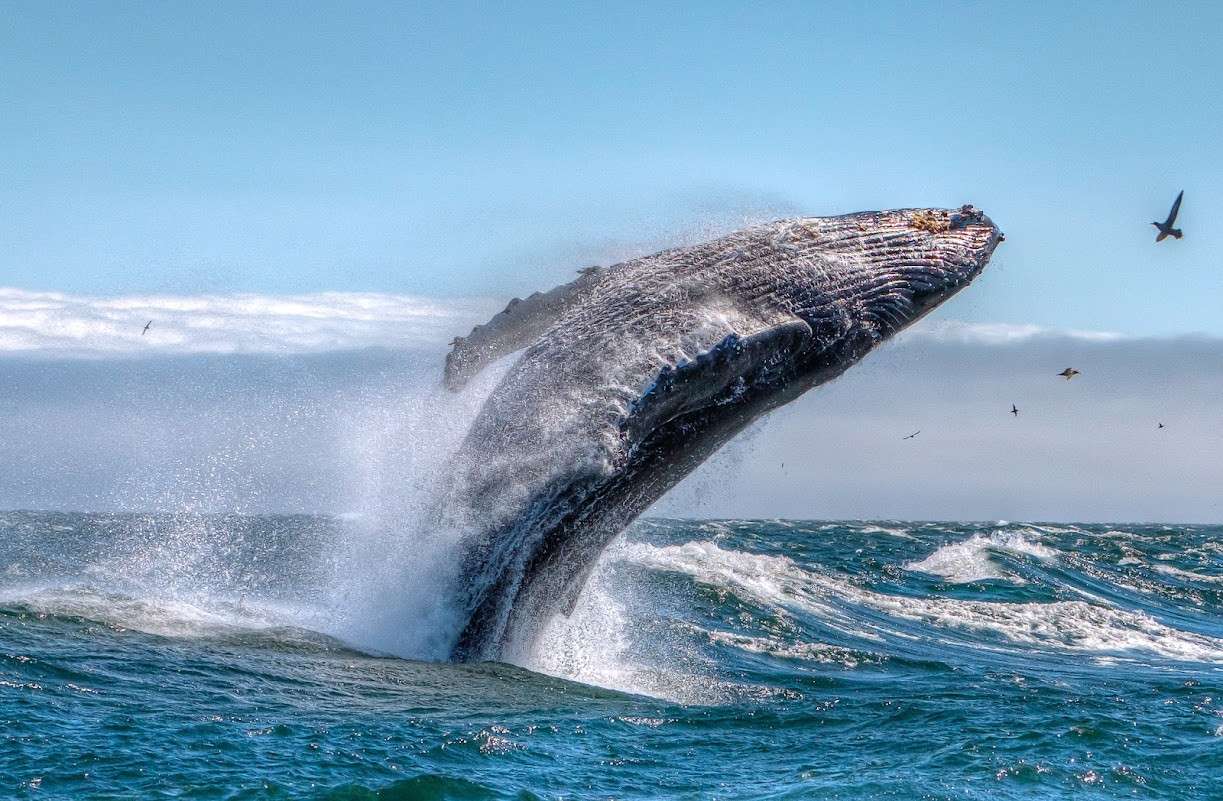 Whale watching boat tour