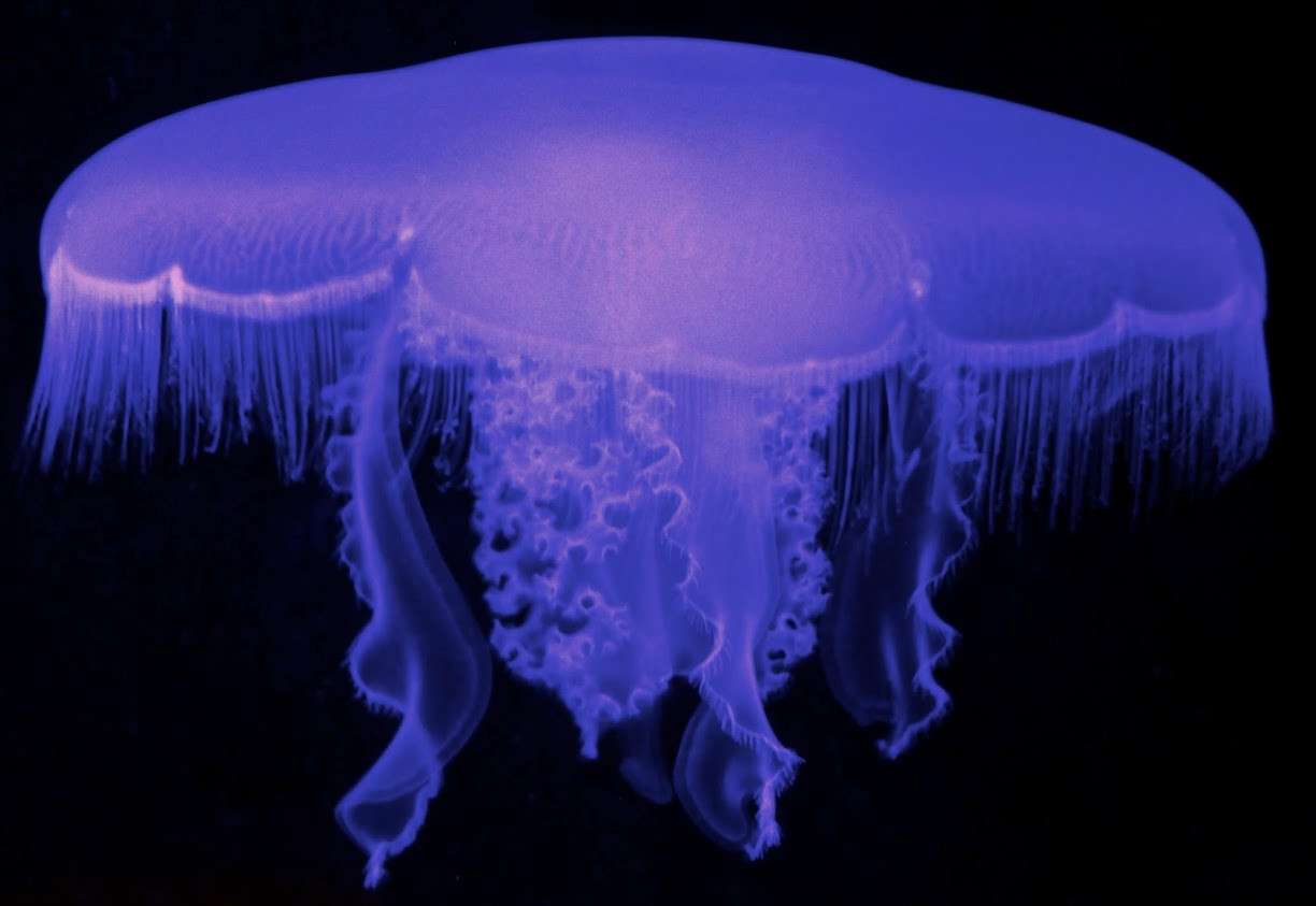 Central Coast Aquarium