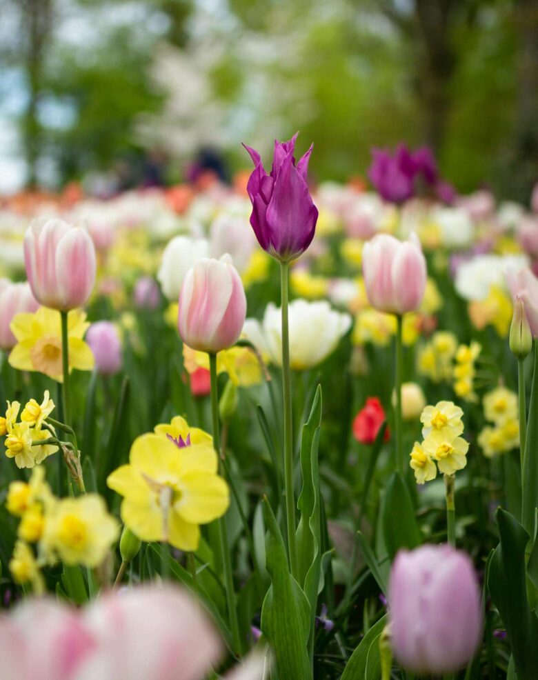 Featured image for blog post titled "Spring Activities Avila Beach: 12 Amazing Experiences"